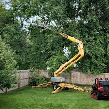 How Our Tree Care Process Works  in  Blaine, TN