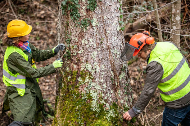 Best Hazardous Tree Removal  in Blaine, TN